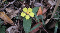 Hibbertia dentata flower
