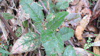 Hibbertia dentata leaves