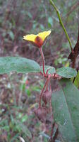 Hibbertia dentata long flower stem