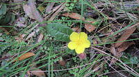 Hibbertia dentata flower