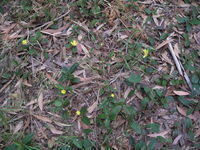 Hibbertia dentata scrambling on the ground