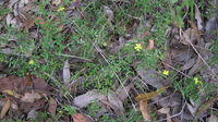Hibbertia empetrifolia plant shape