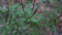 Hibbertia empetrifolia leaves
