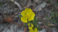 Hibbertia obtusifolia flower