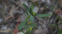 Hibbertia obtusifolia buds and grey felty foliage