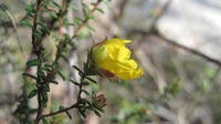 Hibbertia serpyllifolia flower
