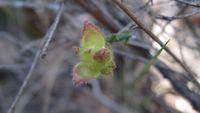 Hibbertia serpyllifolia bud