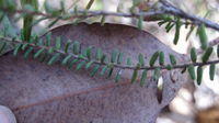 Hibbertia serpyllifolia leaves