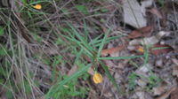 Hybanthus stellarioides plant shape