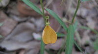 Hybanthus stellarioides flower