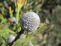 Isopogon anemonifolia fruit