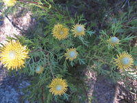 Isopogon anemonifolia plant shape