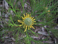 Isopogon anemonifolius flower