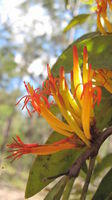 Muellerina eucalyptoides flowers
