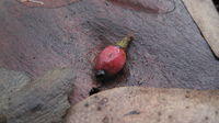 Muellerina eucalyptoides ripe fruit