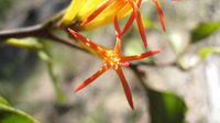 Muellerina eucalyptoides flower