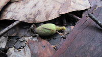 Muellerina eucalyptoides green fruit
