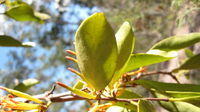 Muellerina eucalyptoides leaves