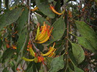 Muellerina eucalyptoides flowers and leaves