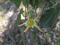 Passiflora herbertiana - Native Passion Flower