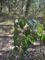 Passiflora herbertiana plant shape