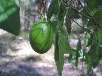 Passiflora herbertiana fruit