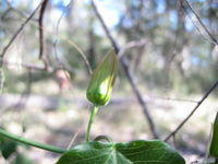 Passiflora herbertiana bud