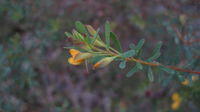Pultenaea flexilis buds with curved tip