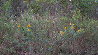 Pultenaea flexilis plant shape - shrub