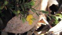 Pultenaea villosa flower and hairy leaves and branchlet