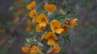 Pultenaea villosa flowers