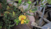 Pultenaea villosa flower