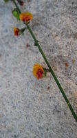 Sphaerolobium vimineum orange-red-yellow flower