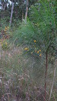 Viminaria juncea - Native Broom