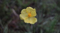 Xyris operculata flower