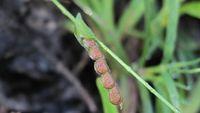 Zornia dyctiocarpa seed pod